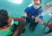 Rescue Efforts for Injured Dugong Calf in Krabi – How Tourists Helped news-12082024-181023