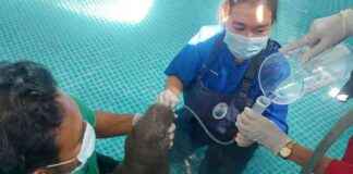 Rescue Efforts for Injured Dugong Calf in Krabi – How Tourists Helped news-12082024-181023