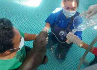 Rescue Efforts for Injured Dugong Calf in Krabi – How Tourists Helped news-12082024-181023