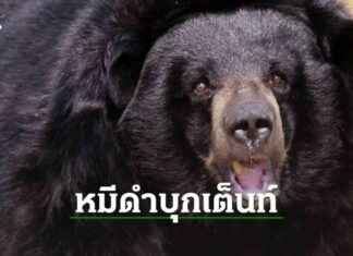 Shocking: Black Bear Attacks 3-Year-Old Girl Near Yellowstone news-14082024-002738