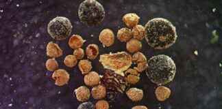 Uncovering the Ancient Greenery and Climate Threats of Greenland’s Fossil news-15082024-061526