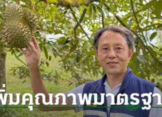Boosting Durian Production in Chumphon Province to Enhance Export Potential news-16082024-184553