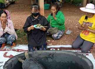 Fortunate Phetchabun Home Welcomes Giant Turtle: A Tale of Excitement news-17082024-004748