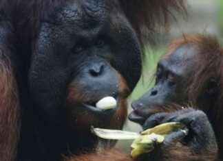 Adopt-an-Orangutan Plan: Malaysia’s Initiative for Palm Oil Importers news-18082024-233554