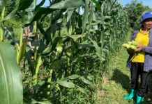 Growing Sweet Corn for Monthly Income of Over Half a Million Baht news-21082024-173444