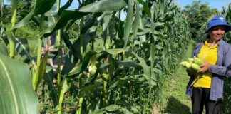 Growing Sweet Corn for Monthly Income of Over Half a Million Baht news-21082024-173444