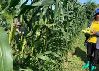 Growing Sweet Corn for Monthly Income of Over Half a Million Baht news-21082024-173444