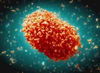 Preventing Monkeypox Outbreaks in Thailand: Tips for Travelers news-26082024-005852