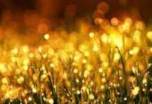 Gold Prices in Thailand Remain Stable, Gold Ornaments Priced at 40,950 Baht news-27082024-010553