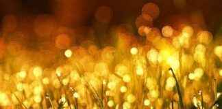 Gold Prices in Thailand Remain Stable, Gold Ornaments Priced at 40,950 Baht news-27082024-010553