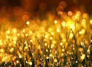 Gold Prices in Thailand Remain Stable, Gold Ornaments Priced at 40,950 Baht news-27082024-010553