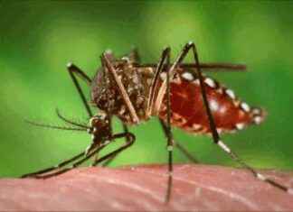 Control Dengue Fever: Operation 4×4 Months, Target Less than 100,000 Cases This Year news-30082024-134149