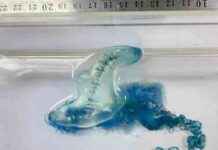 Patong Beach Warning: Bluebottle Jellyfish Alert news-02092024-015124