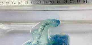 Patong Beach Warning: Bluebottle Jellyfish Alert news-02092024-015124