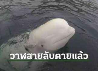 Whale Named Valdimir Found Dead in Norway – Shocking Discovery Sparks Investigation news-02092024-015142