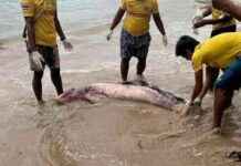 Tragic End of Pregnant Whale in Phuket Due to Floating Garbage: A Heartbreaking Incident news-04092024-015929