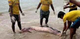 Tragic End of Pregnant Whale in Phuket Due to Floating Garbage: A Heartbreaking Incident news-04092024-015929