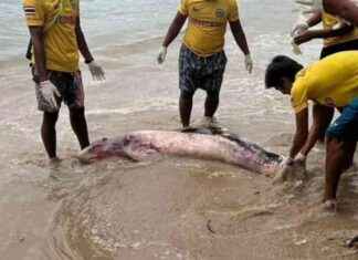 Tragic End of Pregnant Whale in Phuket Due to Floating Garbage: A Heartbreaking Incident news-04092024-015929