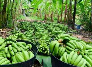 Boost Your Business with Golden Banana Sales – Top Tips for Success news-10092024-103006