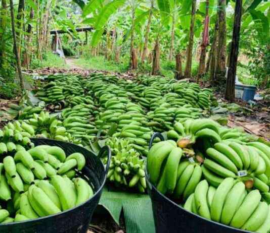 Boost Your Business with Golden Banana Sales – Top Tips for Success news-10092024-103006