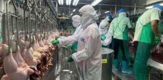 China Approves Three New Thai Poultry Plants for Export news-10092024-103128