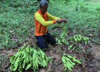 Maximizing Profit from a Century-Old Parkia Speciosa Tree: 40,000 Baht Annually news-10092024-161855