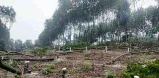 Illegal Deforestation of 407 Rai Rubber Plantation in Protected Forest Area Uncovered Since 2015 Without Suspects news-20092024-172606