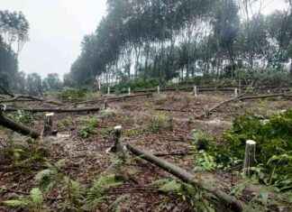 Illegal Deforestation of 407 Rai Rubber Plantation in Protected Forest Area Uncovered Since 2015 Without Suspects news-20092024-172606