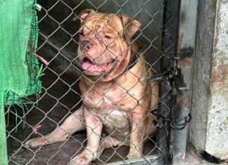 Tragic Incident: Sister’s Pit Bull Terrier Kills Woman news-25092024-101128