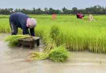 Thai Rice Export Prices Hit Lowest Point in Over a Year news-27092024-001936