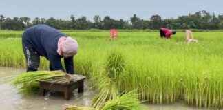 Thai Rice Export Prices Hit Lowest Point in Over a Year news-27092024-001936