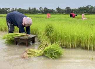 Thai Rice Export Prices Hit Lowest Point in Over a Year news-27092024-001936