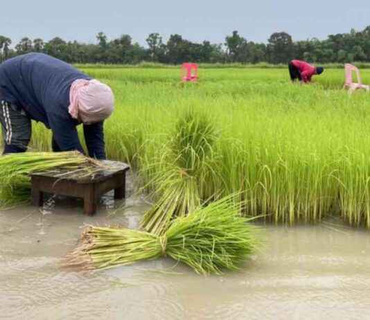 Thai Rice Export Prices Hit Lowest Point in Over a Year news-27092024-001936
