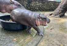 Government Waste Budget on ‘Soft Power’ Loses to ‘Pork Barrel’ in Single-handed Grab news-28092024-125116