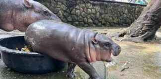 Government Waste Budget on ‘Soft Power’ Loses to ‘Pork Barrel’ in Single-handed Grab news-28092024-125116