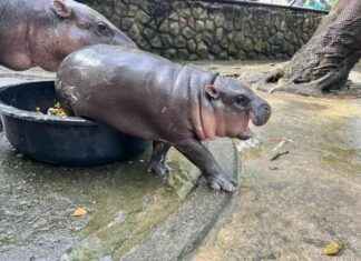 Government Waste Budget on ‘Soft Power’ Loses to ‘Pork Barrel’ in Single-handed Grab news-28092024-125116