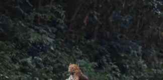 Rare Leopard Sighting in Kaeng Krachan National Park news-24102024-122250