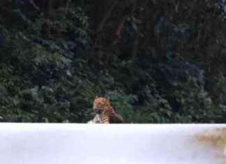 Rare Leopard Sighting in Kaeng Krachan National Park news-24102024-122250