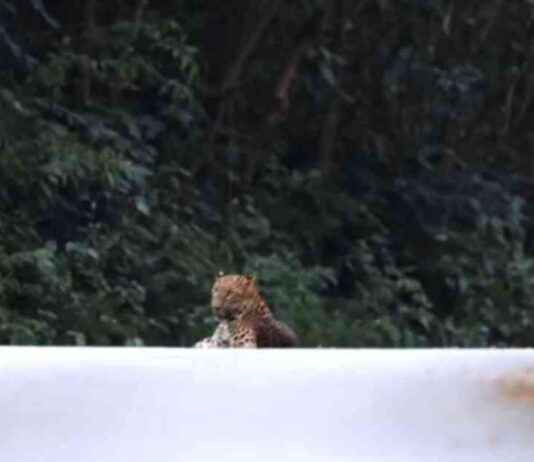 Rare Leopard Sighting in Kaeng Krachan National Park news-24102024-122250