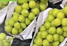 Contaminated Grapes: Risks and Safety Measures to Protect Consumers news-26102024-004205