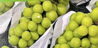 Contaminated Grapes: Risks and Safety Measures to Protect Consumers news-26102024-004205