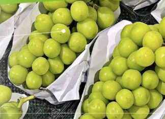 Contaminated Grapes: Risks and Safety Measures to Protect Consumers news-26102024-004205
