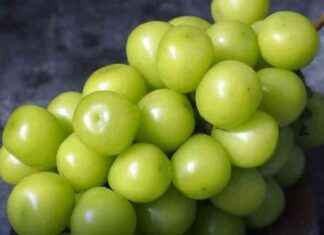 Addressing Contaminated Grapes: Urgent Call for Action from Thai FDA news-27102024-193202