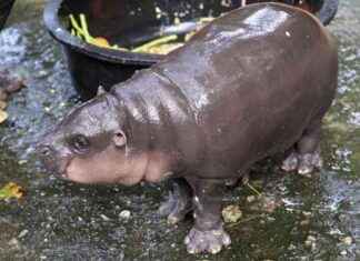 SEO Title: Star Baby Hippo Moo Deng Selected for Thai COP29 Representation news-10112024-210808