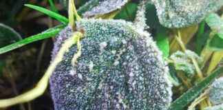 Exploring the First Frost on Doi Inthanon: A Guide to Thailand’s Highest Peak exploring-the-first-frost-on-doi-nthanon-a-guide-to-thailands-highest-peak