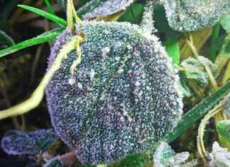 Exploring the First Frost on Doi Inthanon: A Guide to Thailand’s Highest Peak exploring-the-first-frost-on-doi-nthanon-a-guide-to-thailands-highest-peak