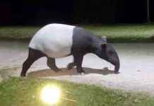 Rare Tapir Sighting in Kaeng Krachan National Park rare-tapir-sighting-in-kaeng-krachan-national-park
