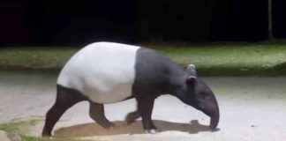 Rare Tapir Sighting in Kaeng Krachan National Park rare-tapir-sighting-in-kaeng-krachan-national-park
