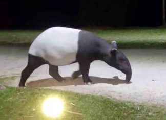 Rare Tapir Sighting in Kaeng Krachan National Park rare-tapir-sighting-in-kaeng-krachan-national-park