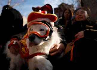 Feng Shui Tips for Dogs in the Year of the Snake: Health, Wealth, Luck, Love feng-shui-tips-for-dogs-in-the-year-of-the-snake-health-wealth-luck-love